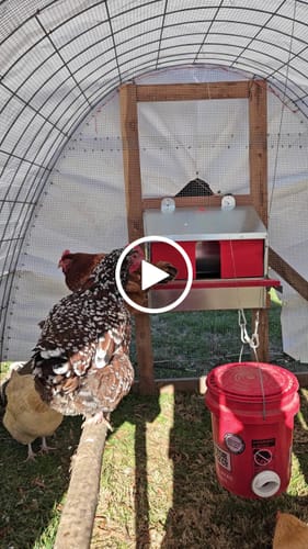 Customer video review of Small (24") Reversible Rollout Nest Box (Up to 20 Hens)