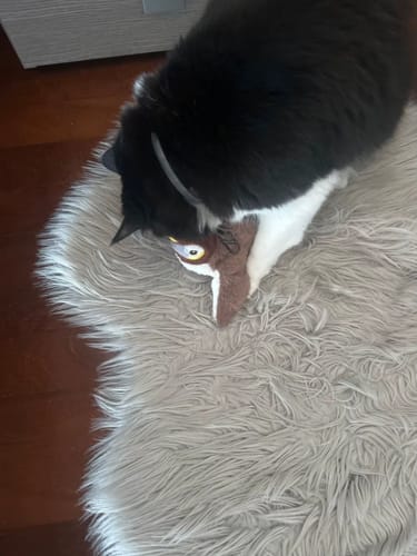 Customer photo review of Oiseau Volant pour Chat