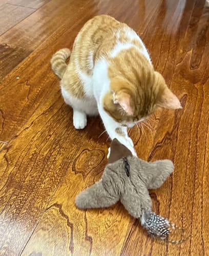 Customer photo review of Oiseau Volant pour Chat