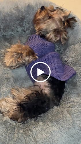 Customer video review of Cama Antiestrés Para Perros