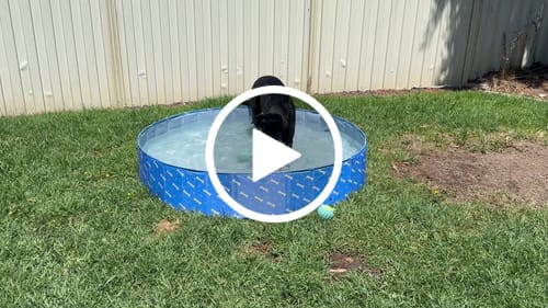 Customer video review of PaWz Pet Swimming Pool and Bath Tub