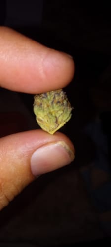 Customer photo review of FREE SAMPLE (with code) THCa Flower