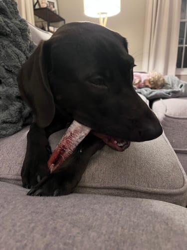 Customer photo review of Extra Thick Bully Sticks - 12 Inch