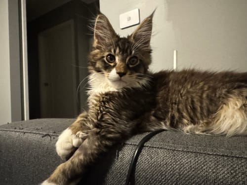 Customer photo review of 3 Month Supply - 1 Cat