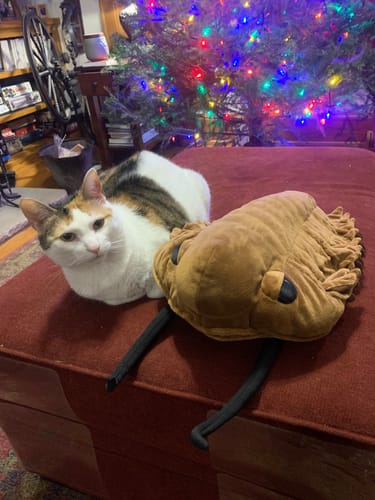 Customer photo review of Trilobite Arthropod Soft Stuffed Plush Toy