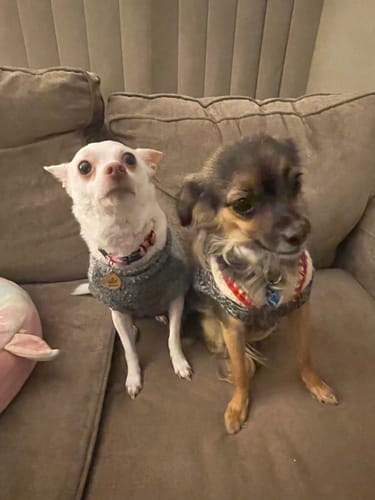 Customer photo review of Chicken Mini Training Treats