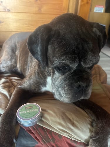 Customer photo review of Tips & Toes - Nose and Paw Balm