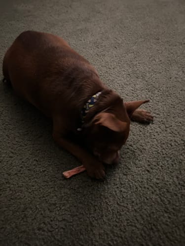 Customer photo review of Thin Bully Sticks - 4 Inch
