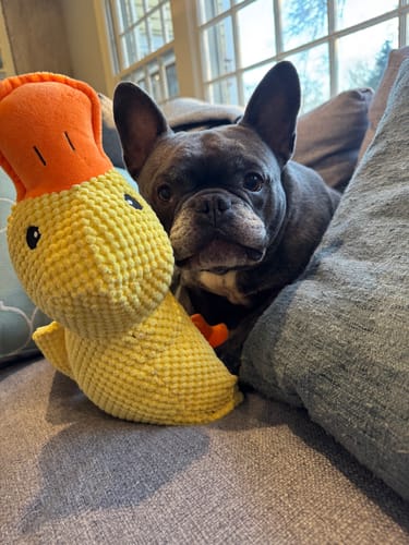 Customer photo review of Calming Duck