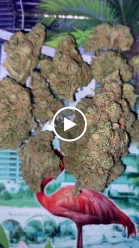 Customer video review of Blue Dream Indoor THCA