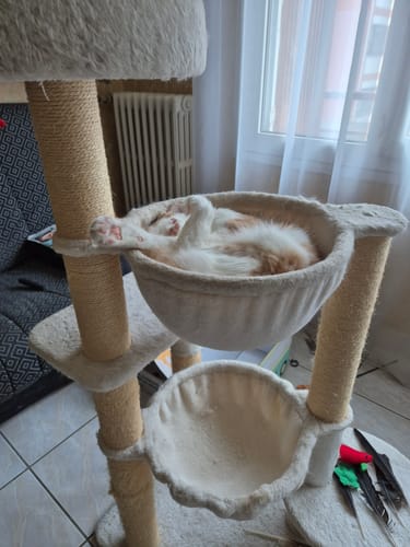 Avis photo d'un client sur Croquettes Maine Coon Stérilisé Sans Céréales - Poulet