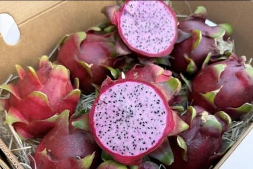 Customer photo review of Drachenfrucht rot Bio von Julian Aktionswoche %