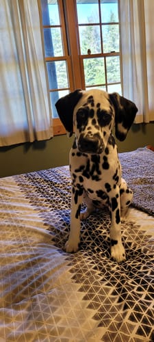 Customer photo review of FurLife™ - 8 Months All Natural Flea and Tick Collar for Dogs