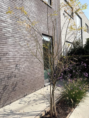Customer photo review of Japanse Honingboom Meerstammig - Styphnolobium Japonicum / Sophora japonica