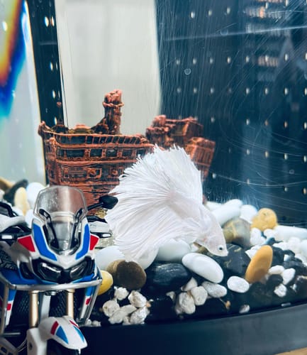 Customer photo review of Super White Dumbo Ear Halfmoon Male Betta Fish