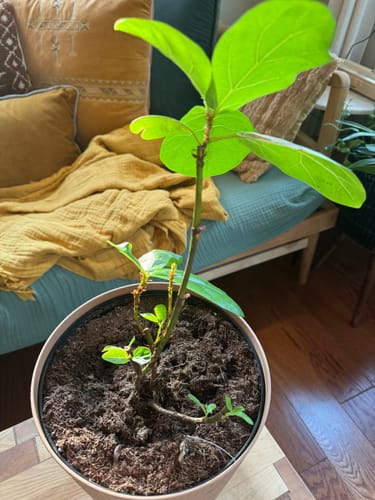 Customer photo review of Plant Food