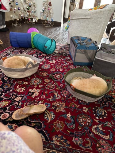 Customer photo review of Instinct Basket | Handwoven & Chemical-Free Cat Territory
