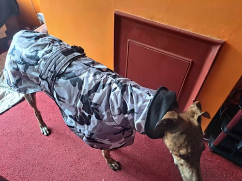 Customer photo review of Camouflage Felton - Sighthound Coat with Underbelly and Harness Hole