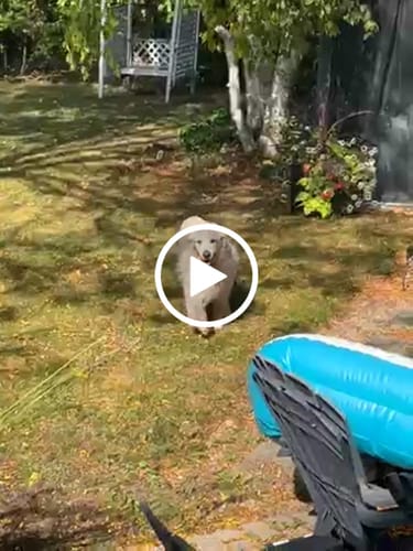 Customer video review of WellyTails Cartilage, Hip & Joint Dog ADVANCED (original Rx formula updated)