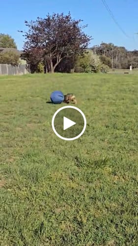 Customer video review of Herding Ball (Small pre-order only)