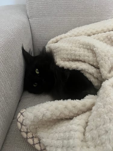 Avis photo d'un client sur Croquettes Maine Coon Stérilisé Sans Céréales - Poulet
