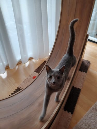 Angelika M. review of Elmato Katzenlaufrad Simba image 1 out of 1