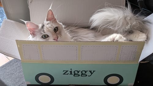 Avis photo d'un client sur Friandises Chat Relax - Saumon & Valériane