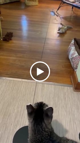 Customer video review of Weighted Plate (Interactive Bird Simulation Cat Toy)