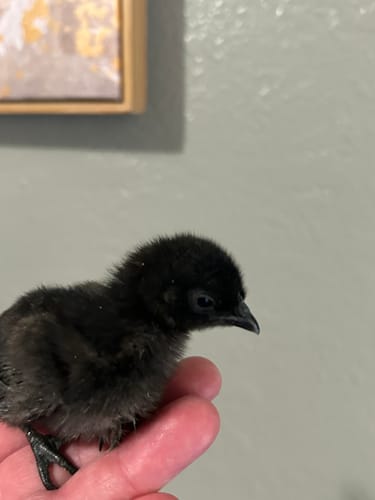 Customer photo review of Ayam Cemani Chick (Unsexed)