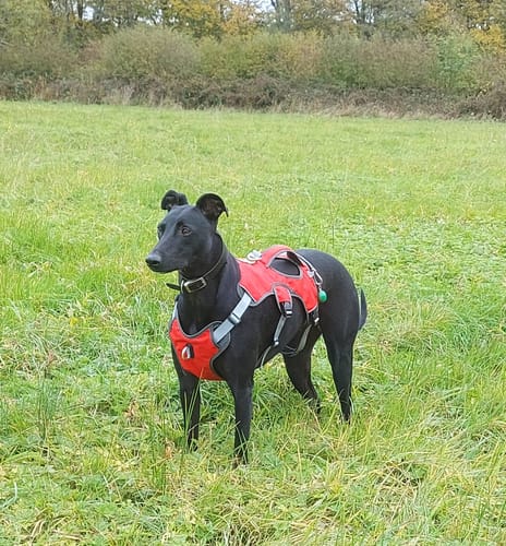 Customer photo review of Sighthound Escape Proof Harness