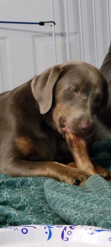 Customer photo review of Gift Bundle: 2 Large Yak Chews and a 6" Hickory Smoked Bully Stick