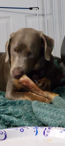 Customer photo review of Large Dog Black Friday Bundle (Your 12oz Jerky+2 Large Bones+12" Hick. Bully)