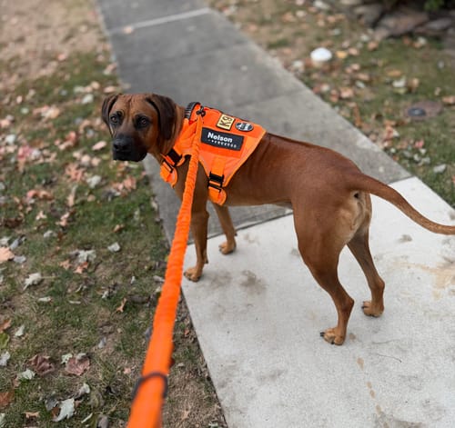 Customer photo review of NEW Upgraded Tactical No-Pull Team K9™ Dog Harness with 4 Quick-Release Metal Buckles, Reinforced Front & Back D-Rings, Hook & Loop Panels, Adjustable Straps, Reflective Strips, & Top Handle