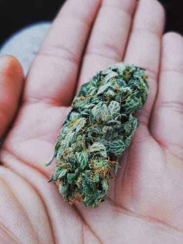 Customer photo review of Ghost Train Haze THCA Flower