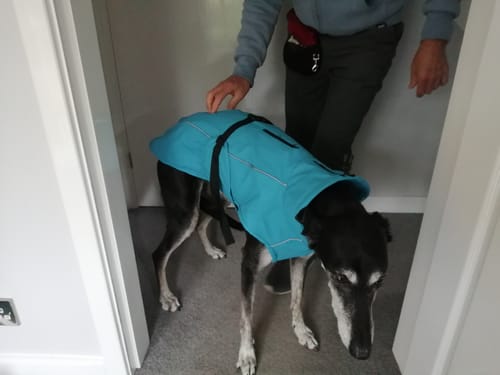 Customer photo review of Vimy & DryDogs Lightweight Waterproof Raincoat with Harness Hole Zip