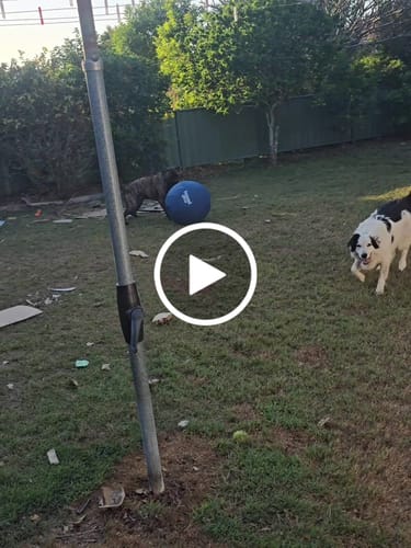 Customer video review of Herding Ball (Small pre-order only)