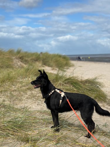 Customer photo review of Premium Hundegeschirr gepolstert