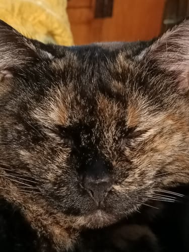 Avis photo d'un client sur Pâtée Chat Adulte Diabète - Porc