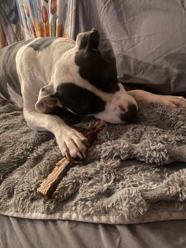 Customer photo review of Medium Ostrich Cane (10" x 3"): The Long-Lasting, Flavor-Packed Chew for Medium & Large Dogs