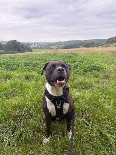 Tereza K. review of Air Harness | Anti-Pull & With Handle - Black image 1 out of 1