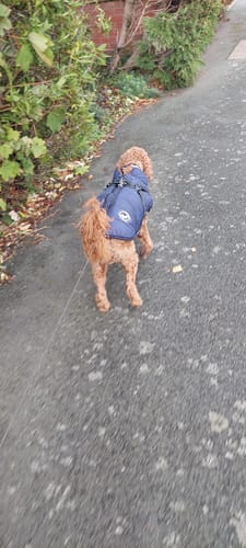 Customer photo review of Wintro - Quilted Waterproof Dog Coat with Harness Built In