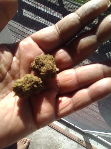 Customer photo review of Jet Fuel Gelato Greenhouse THCA