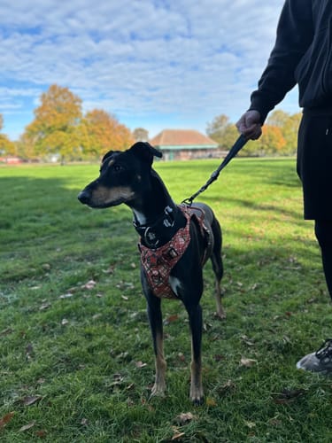 Customer photo review of Traffic Handle - Walkies Ready® Black