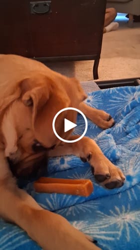 Customer video review of Yak Chew Pack – 6 Flavor-Infused Sticks