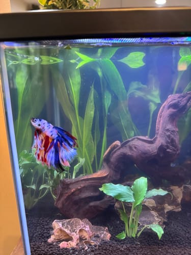 Customer photo review of Multicolor Halfmoon Male Betta Fish | Order Directly From Farm | You Pick Fish