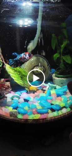 Customer video review of Female Betta Fish Koi Nemo Galaxy Plakat