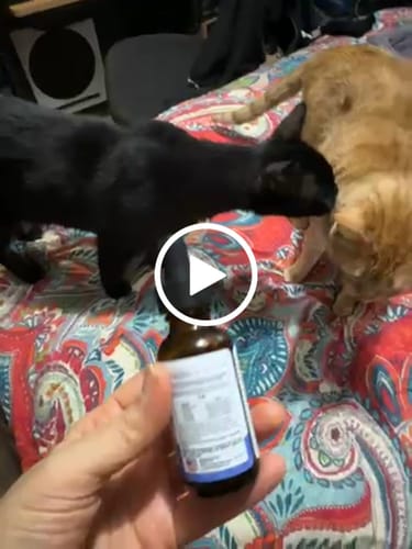 Customer video review of 2x Blisso Advanced Cat Probiotic | Cat Probiotic for Diarrhea & Kidney Support