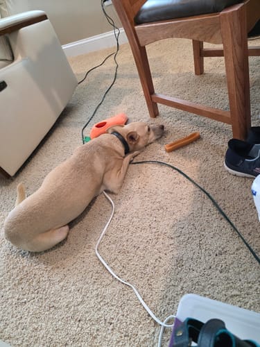 Customer photo review of Pumpkin Yak Chews