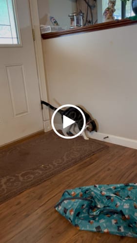 undefined review of SPEEDY TAIL 2.0 image 1 out of 1