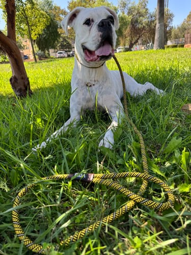 Customer photo review of FIDA Durable Slip Lead